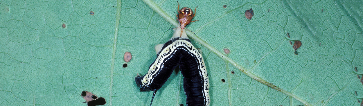 Nymph of spined soldier bug, <i>Podisus maculiventris</i> (Pentatomidae), feeding on a caterpillar of catalpa sphinx, <i>Ceratomia catalpae</i>.