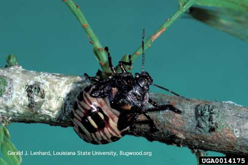 Late instar (nymph) of the spined soldier bug, <i>Podisus maculiventris</i>.