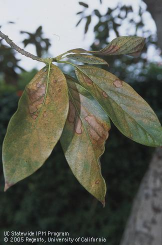 Feeding damage of avocado lace bug, <I>Pseudacysta perseae,</I> on avocado leaves. 