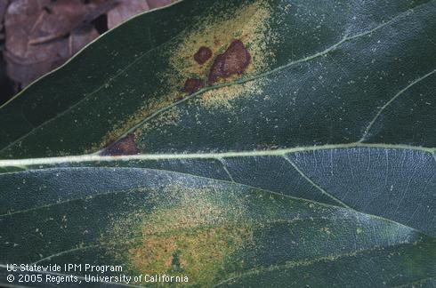 Feeding damage of avocado lace bug, <I>Pseudacysta perseae,</I> on an avocado leaf. 