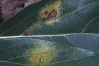 Feeding damage of avocado lace bug