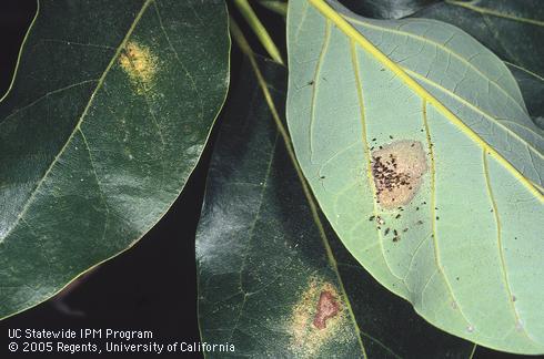 Avocado lace bug, <I>Pseudacysta perseae,</I> colony on the underside of a leaf and damage on the upper side of adjacent infested leaves.