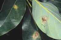 Avocado lace bug, Pseudacysta perseae, colony on the underside of a leaf and damage on the upper side of adjacent infested leaves.