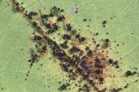 Avocado lace bug, Pseudacysta perseae, adults, nymphs, and eggs under black excrement.