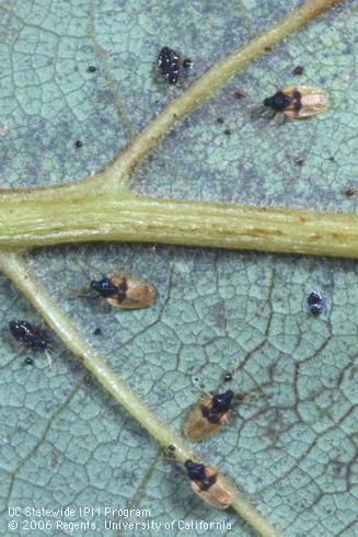 Avocado lace bug, <I>Pseudacysta perseae, </I> adults, nymphs, and excrement on an avocado leaf. 