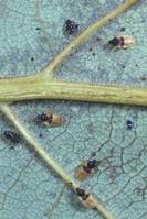 Avocado lace bug, Pseudacysta perseae, adults, nymphs, and excrement on an avocado leaf.