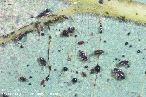 Nymphs and excrement of avocado lace bug, <I>Pseudacysta perseae</I>.