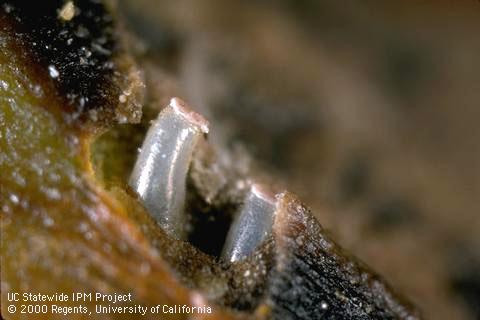 Egg of plant bug.