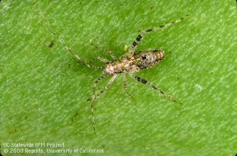 Nymph of mirid bug.