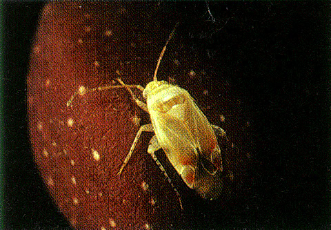 Adult plant bug, Psallus vaccinicola.