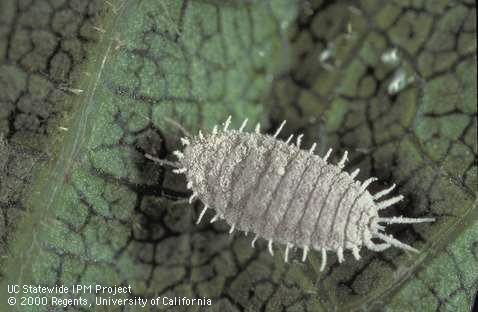 Adult, female obscure mealybug, <i>Pseudococcus viburni</i>.