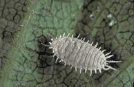 Obscure mealybug adult