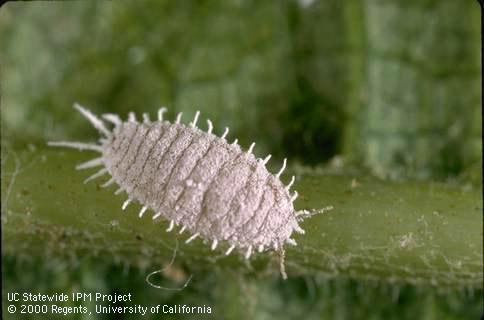 Adult obscure mealybug.