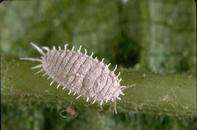 Adult female obscure mealybug, Pseudococcus viburni.