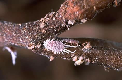 Adult female obscure mealybug, <I>Pseudococcus viburni,</I> on a root of a potted Penstemon. 