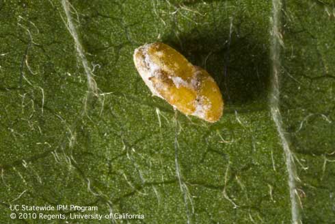 An obscure mealybug, <i>Pseudococcus viburni</i>, parasitized and mummified by <i>Acerophagus maculipennis</i>.