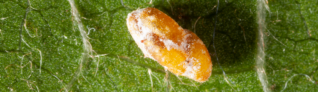 Obscure mealybug, <i>Pseudococcus viburni,</i> parasitized by <i>Acerophagus maculipennis.</i>