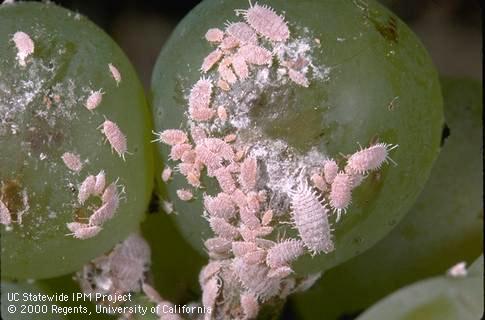 Colony of obscure mealybug.