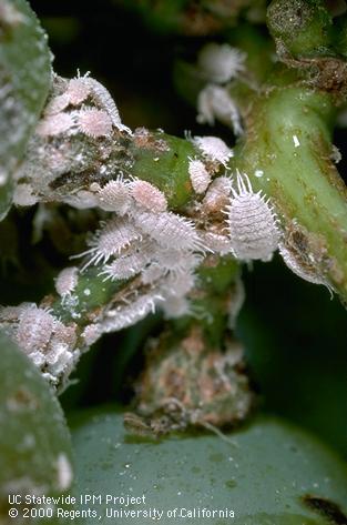 Colony of obscure mealybugs.