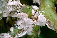 Obscure mealybug