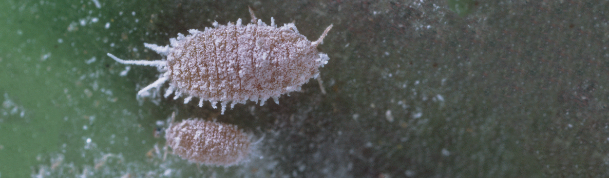 Colony of obscure mealybug.