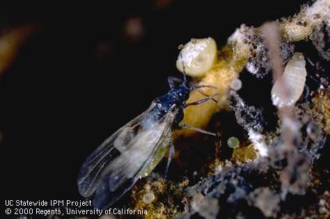 Adult lettuce root aphid.