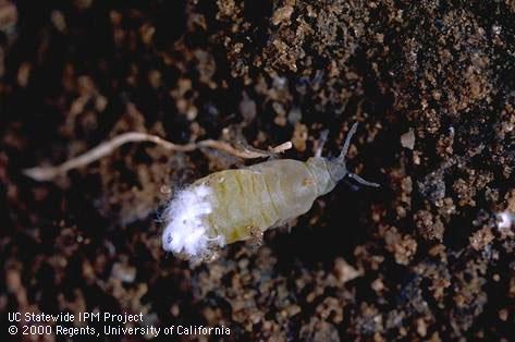 Adult lettuce root aphid.