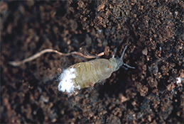 Adult lettuce root, or poplar gall, aphid