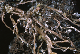 Waxy aphids on lettuce roots