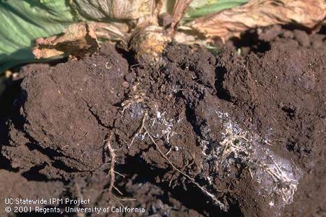 Lettuce roots with damage and white waxy secretions from lettuce root aphids (poplar gall aphids), <I>Pemphigus bursarius.</I>.