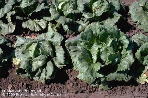 Crop damaged by lettuce root aphid.