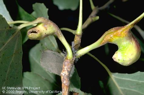 Elongate, purse-shaped galls on the petiole of leaves of Lombardy poplar caused by feeding of poplar gall aphid, also called lettuce-root aphid and poplar-lettuce aphid, <i>Pemphigus bursarius</i>.