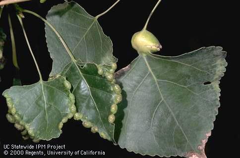 Galls of the beadlike cottonwoodgall aphid, <i>Thecabius (=Pemphigus) populimonilis,</i> (left) and poplar stemgall aphid, <i>Pemphigus populicaulis.</i>.