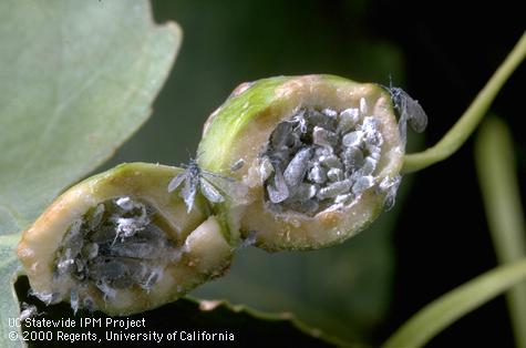 Greenish, wax-covered poplar stemgall aphids, <i>Pemphigus populicaulis,</i> exposed inside the globular, yellowish green to cream-colored gall formed by their feeding at the base of the leaf blade.