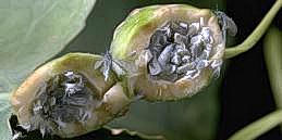 Poplar petiolegall  aphid in poplar gall