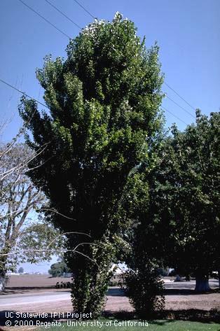 Lombardy poplar, a host of lettuce root aphid.