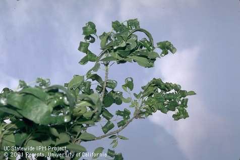 Ash leaves severely distorted by ash leafcurl aphids, <i>Prociphilus (=Meliarhizophagus) fraxinifolii.</i>.