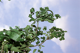 Ash leaves curled by aphids