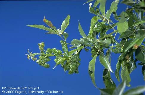 Curled ash leaves infested with woolly ash aphid.