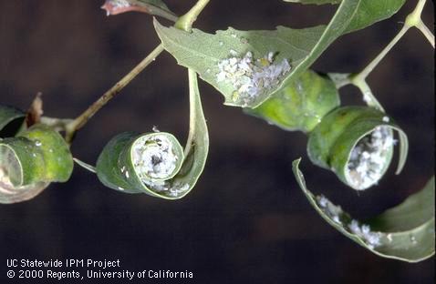 Wax-covered ash leafcurl aphids, <i>Prociphilus (=Meliarhizophagus) fraxinifolii,</i> on ash leaves distorted by their feeding.