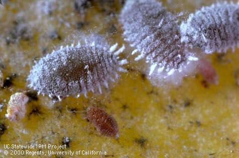 Adult citrus mealybug.