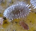 Mealybug