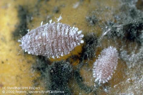 Adult citrus mealybug.