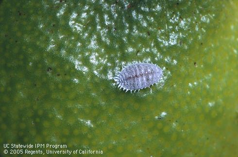 Adult female citrus mealybug, <I>Planococcus citri.</I>  .