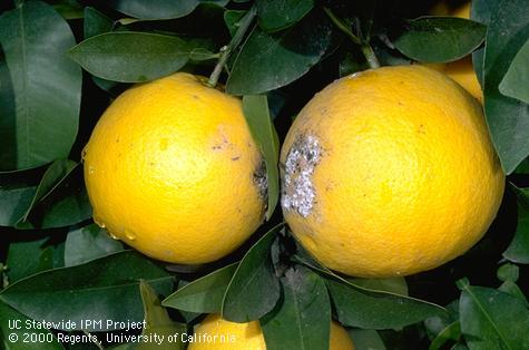 Crop damaged by citrus mealybug.