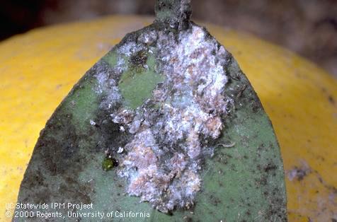 Crop damaged by citrus mealybug.