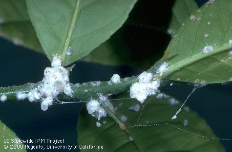 Stem and leaves damaged by citrus mealybug, <I>Planococcus citri.</I>.