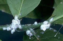 Mealybugs covering stems