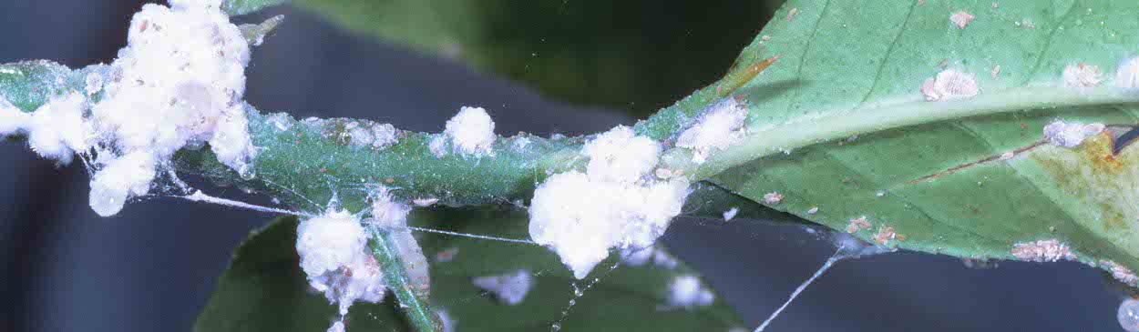 Stem and leaves damaged by citrus mealybug, <I>Planococcus citri.</I>