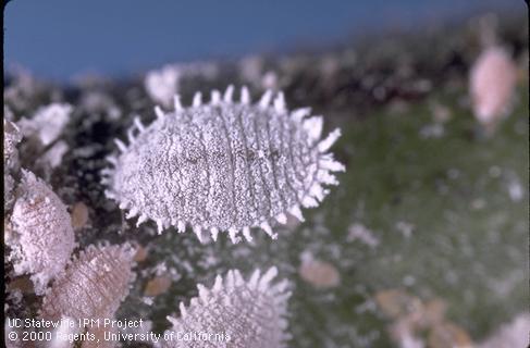 Adult female (top center) and nymphs of citrus mealybug, <i>Planococcus citri</i>.